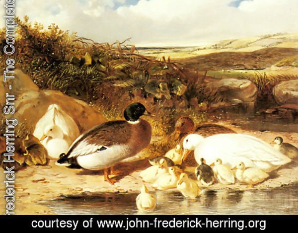 John Frederick Herring Snr - Mallard Ducks and Ducklings on a River Bank