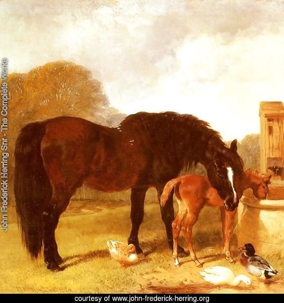 Horse and Foal watering at a trough