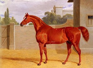 "Comus" A Chestnut Racehorse in a Stable Yard