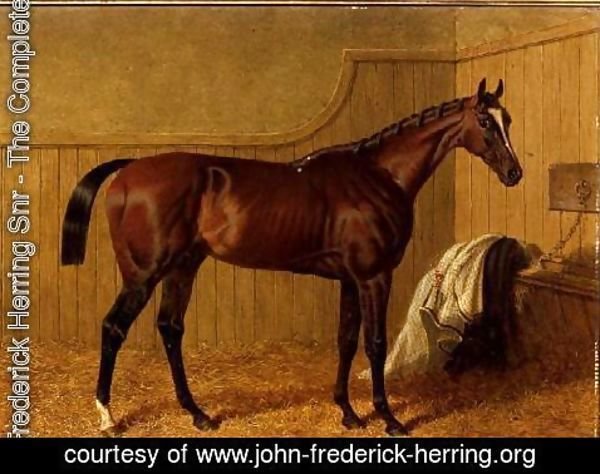 John Frederick Herring Snr - 'Touchstone', a bay racehorse in a loosebox