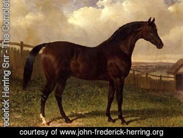 John Frederick Herring Snr - 'Emilius', a bay racehorse in a paddock