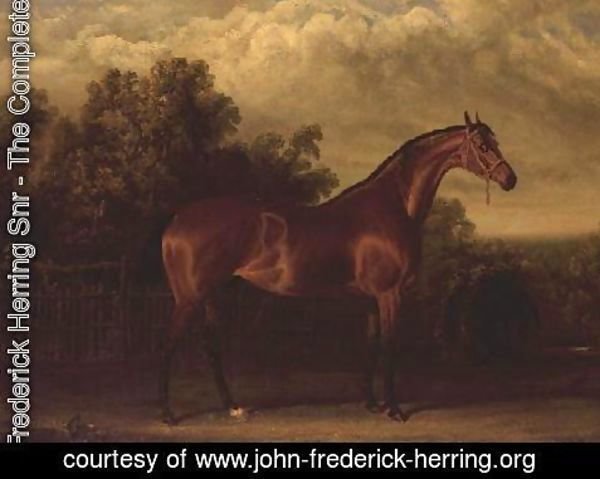 John Frederick Herring Snr - Negotiator' a Bay Colt in a Wooded landscape