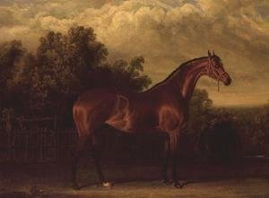 Negotiator' a Bay Colt in a Wooded landscape