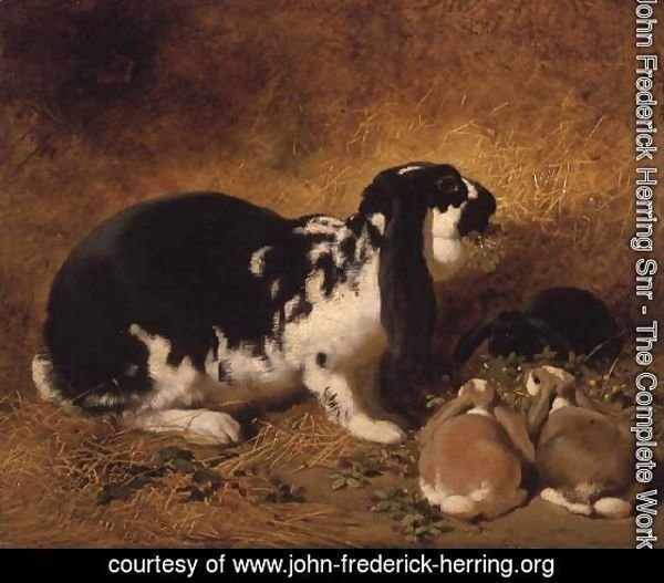 A Doe Rabbit and her three young, 1851