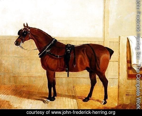 Prize Shire Horse in Harness, 1835