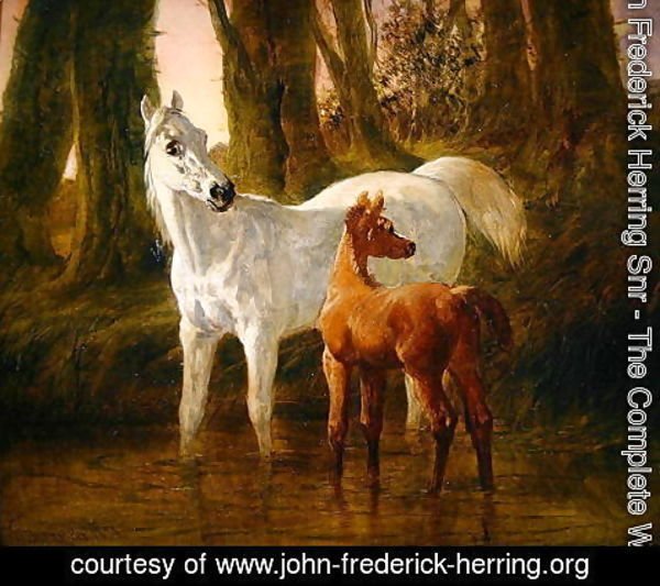 John Frederick Herring Snr - Mare and Foal startled while watering in a Stream, 1854