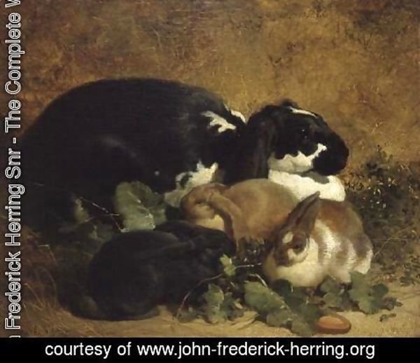 John Frederick Herring Snr - Rabbits, 1852