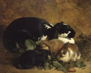 Rabbits, 1852