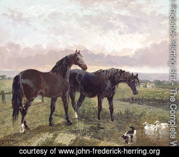 John Frederick Herring Snr - Two horses grazing at sunset
