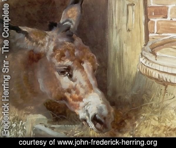 John Frederick Herring Snr - A Donkey Feeding