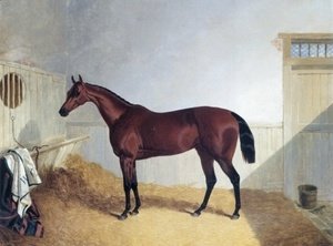 Beeswing A Dark Bay Racehorse 1842