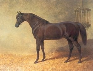Chestnut Colt Gladiator in Stable 1844