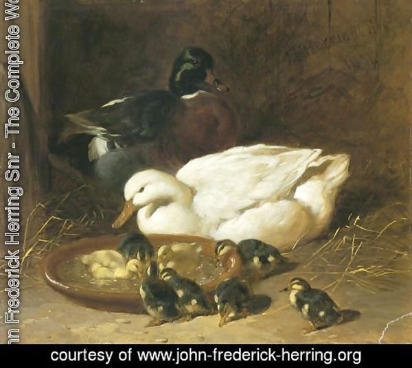 Duck And Duckings 1851