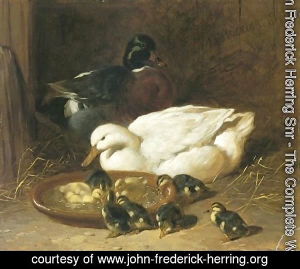 John Frederick Herring Snr - Duck And Duckings 1851