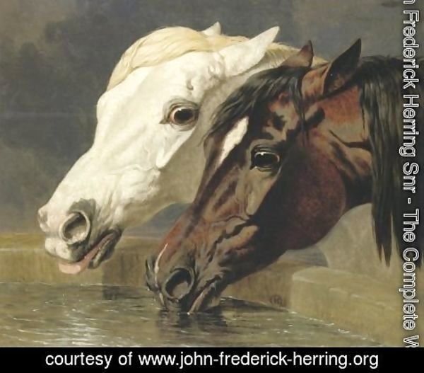 John Frederick Herring Snr - Grey And Dark Bay 1855
