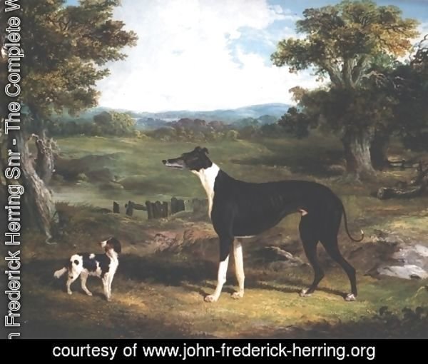 Greyhound and Dog In Landscape