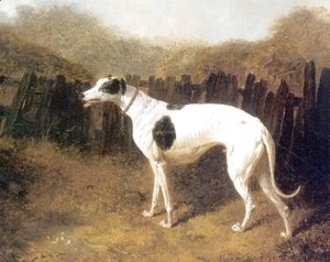 Greyhound by a Fence