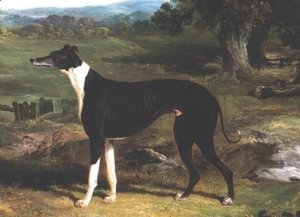 John Frederick Herring Snr - Greyhound