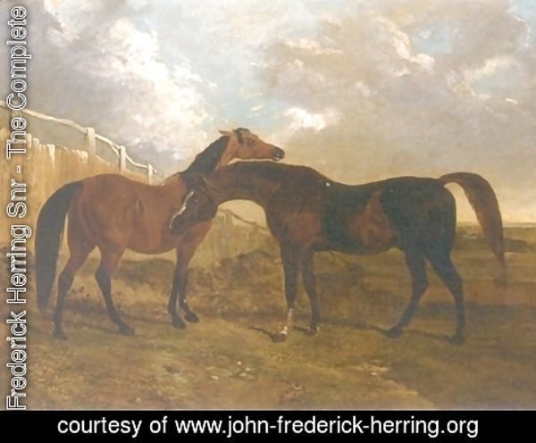 John Frederick Herring Snr - Languish and Pantaloon Two Horses in Landscape