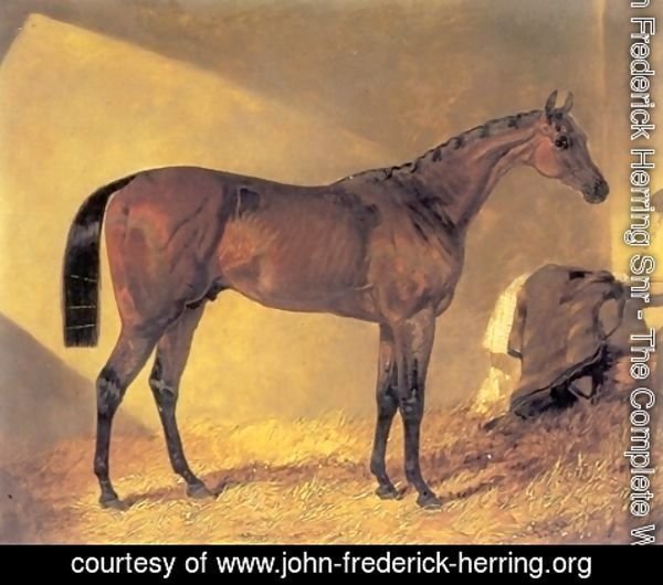 John Frederick Herring Snr - Merry Monarch in a Stall