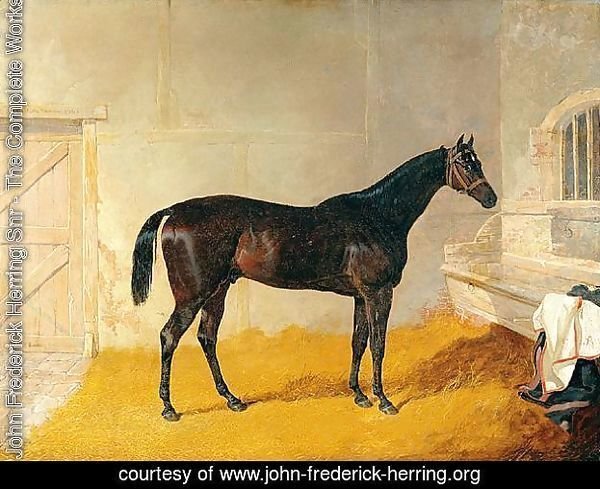 Mr. G. Blakelock?s Racehorse A British Yeoman