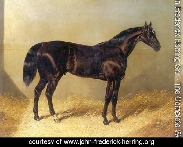 Saddler Dark Bay Racehorse in Stable