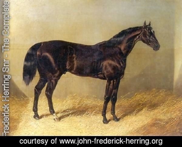John Frederick Herring Snr - Saddler Dark Bay Racehorse in Stable