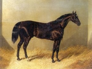 Saddler Dark Bay Racehorse in Stable