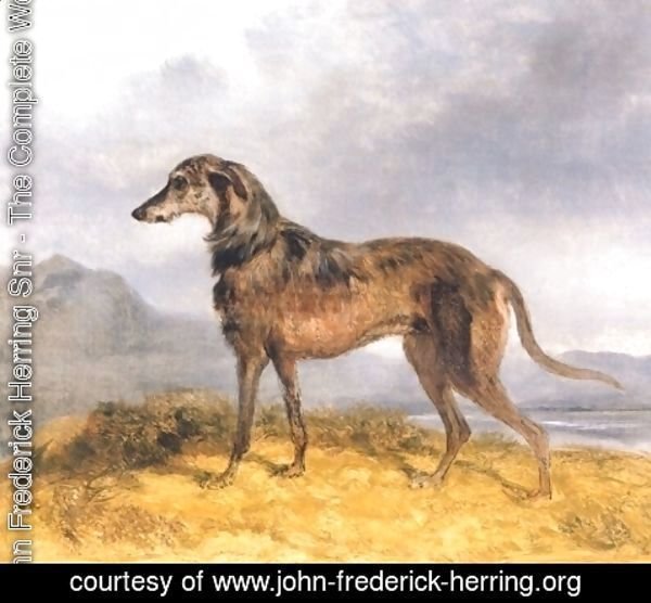 John Frederick Herring Snr - Scottish Deerhound