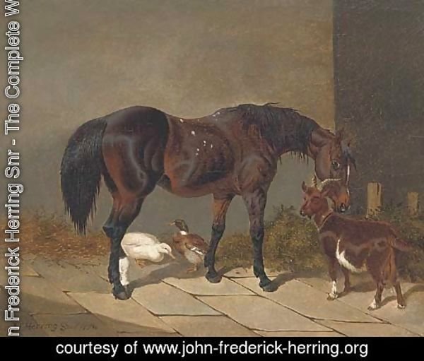 A bay horse with a goat and ducks