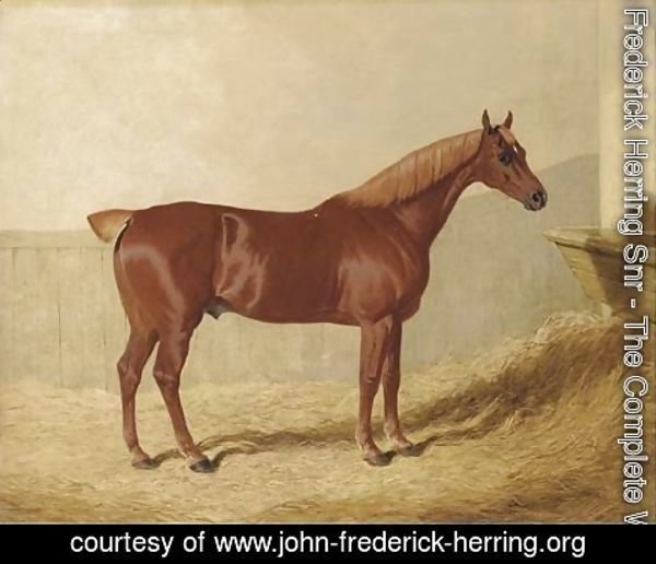 John Frederick Herring Snr - A chestnut in a stable