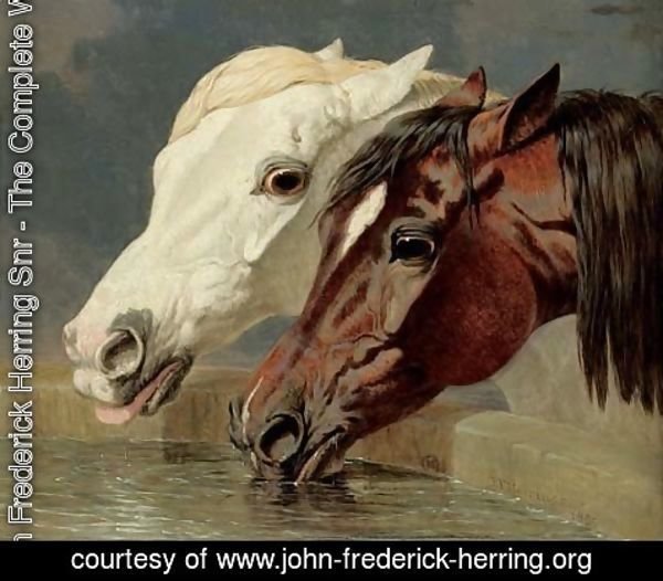 John Frederick Herring Snr - A grey and a dark bay, drinking at a trough