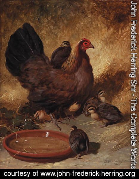 John Frederick Herring Snr - A hen and chicks