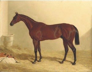 Bay Middleton, a bay racehorse in a loose box