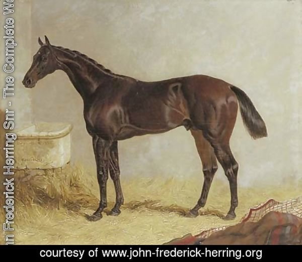 Birmingham, winner of the 1830 St. Leger Stakes, in a stable