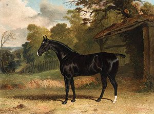 Black Tom, a black hunter, beside a stable, in a wooded river  landscape