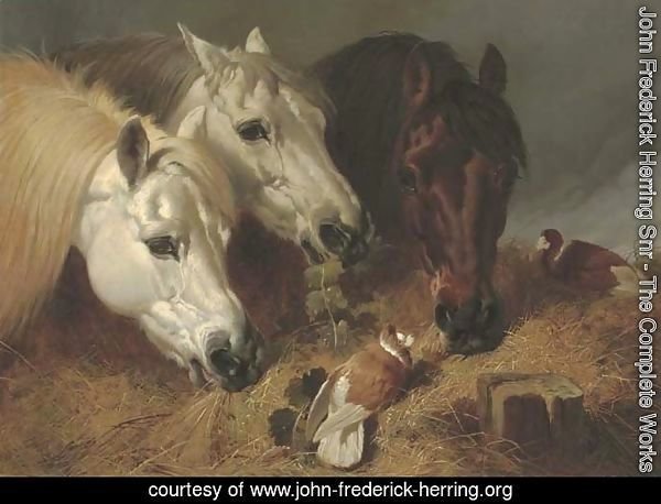 Horses feeding with two ornamental pigeons at a manger