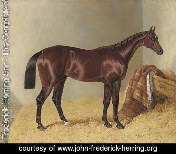 John Frederick Herring Snr - Mango, winner of the 1837 St. Leger Stakes, in a stable