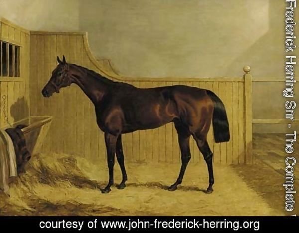 Mr Ridsdale's Bloomsbury, winner of the 1839 Derby, in a stable