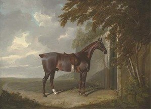 Mr. H.M. Greaves's liver chestnut hunter, tethered to a gate at Page Hall, Yorkshire