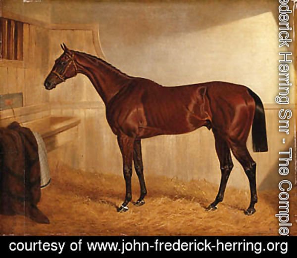 John Frederick Herring Snr - Lord Jersey's Bay Middleton in a Stable