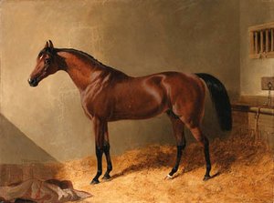 John Frederick Herring Snr - Pacolet, A Bay Stallion, in a Stable