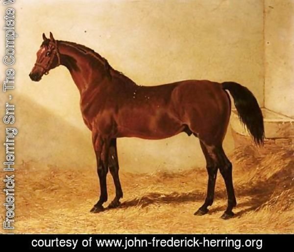 John Frederick Herring Snr - Glaucus, A Bay Racehorse In A Stable 2