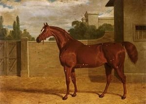 Comus, A Chestnut Racehorse In A Stable Yard