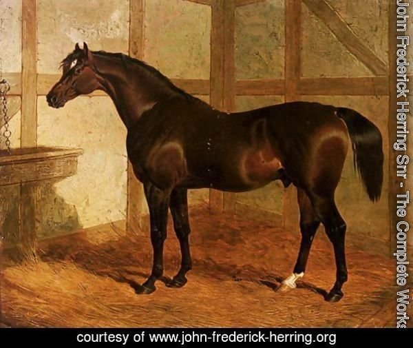Partisan, A Dark Bay Racehorse In A Stable