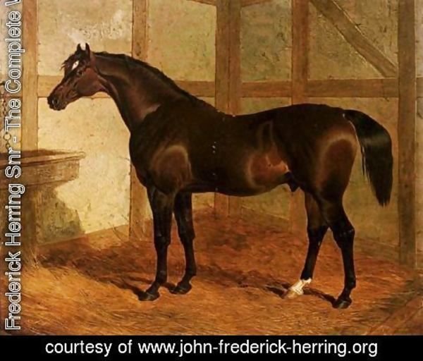 John Frederick Herring Snr - Partisan, A Dark Bay Racehorse In A Stable