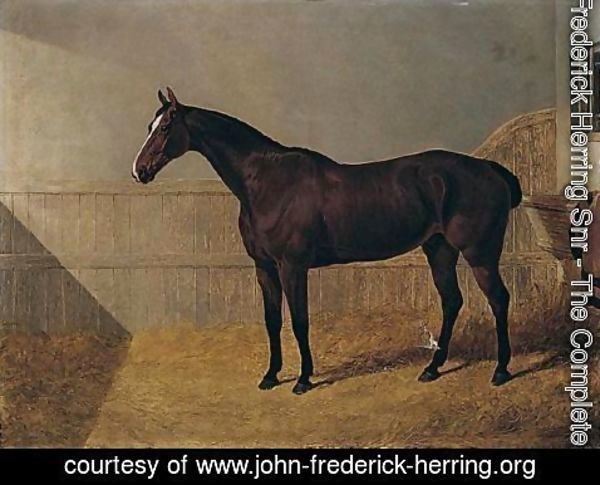 John Frederick Herring Snr - A Bay Hunter In A Loose Box 2