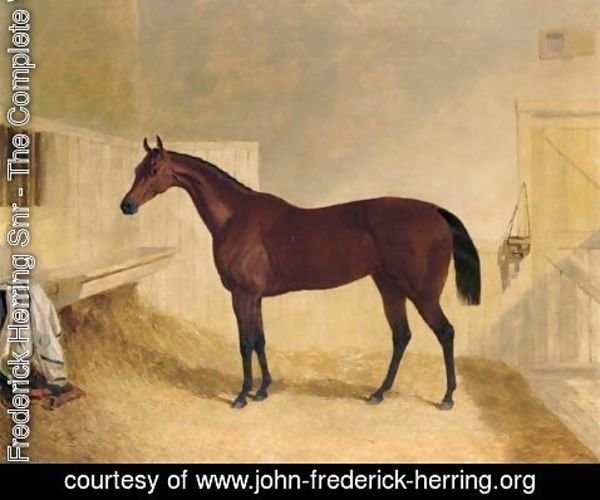John Frederick Herring Snr - Mr William Orde's Bay Filly Bees-Wing In A Loose Box 2