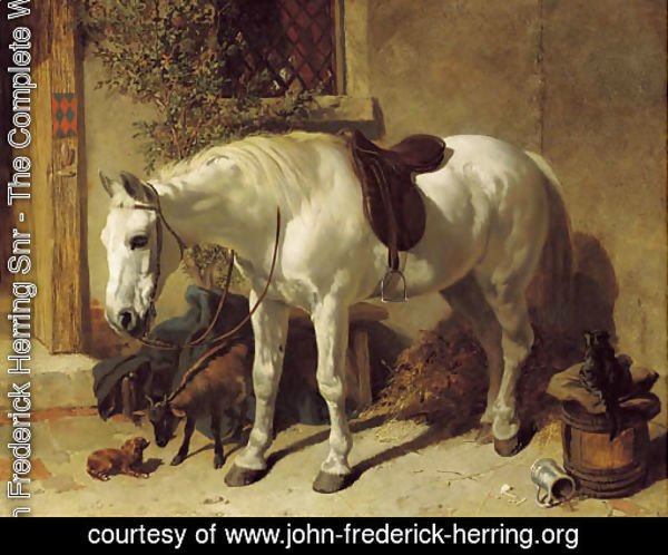 A grey horse, with a goat, a toy spaniel