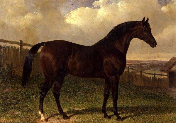 'Emilius', a bay racehorse in a paddock by John Frederick Herring, Sr.